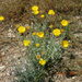 Desert Marigolds - Photo (c) Jerry Oldenettel, some rights reserved (CC BY-NC-SA)