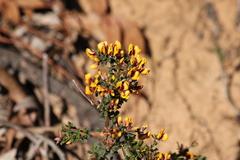 Pultenaea largiflorens