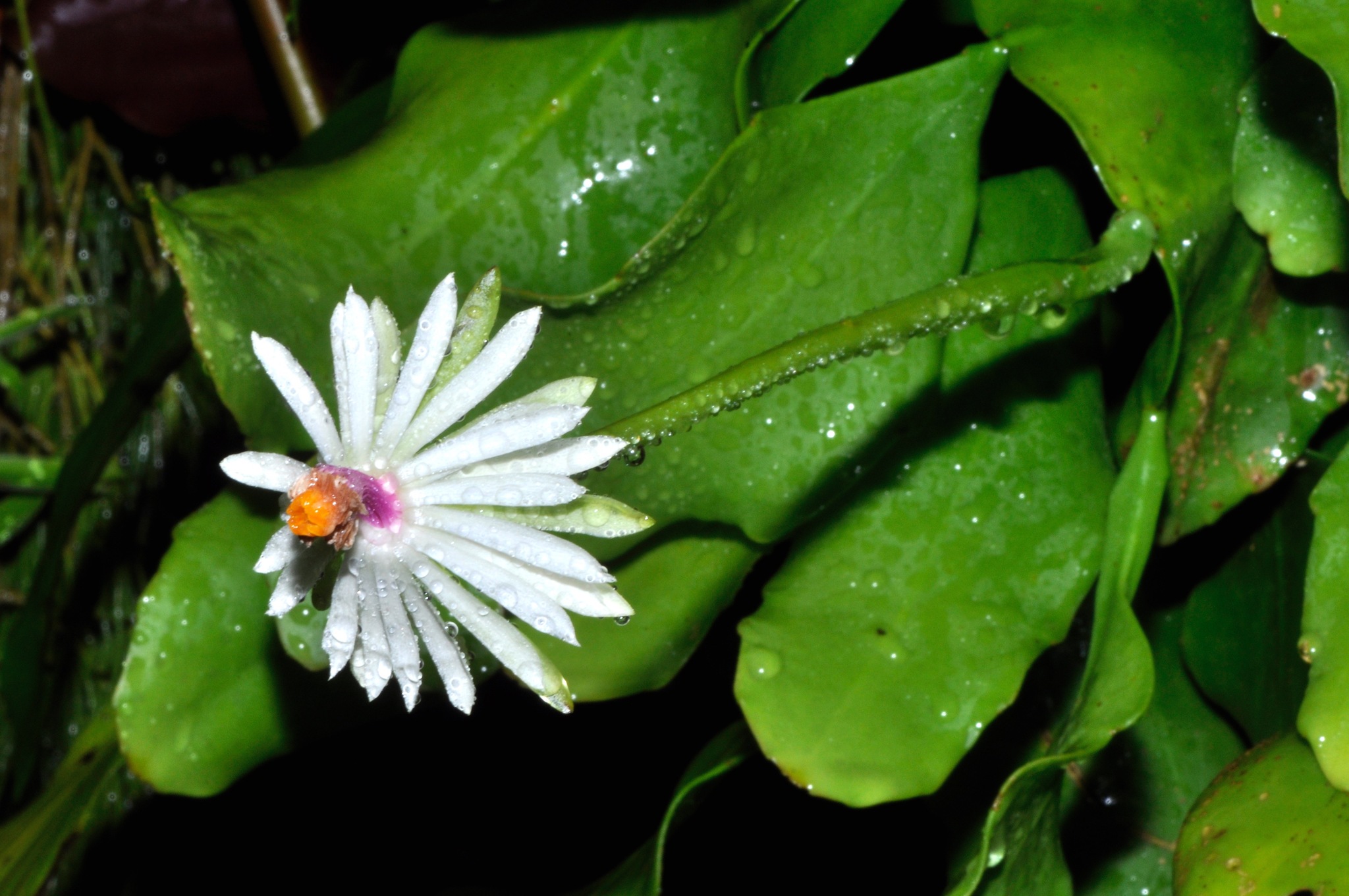 Epiphyllum baueri