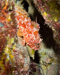 Decoy Scorpionfish photo 4