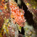 Decoy Scorpionfish - Photo (c) 104623964081378888743, some rights reserved (CC BY-NC), uploaded by 104623964081378888743