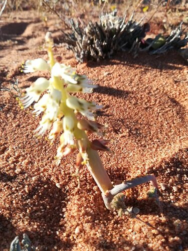 Lachenalia klinghardtiana image