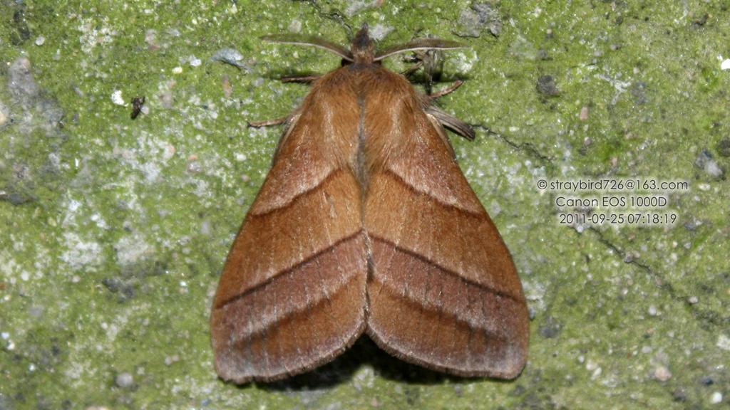 Syrastrenopsis