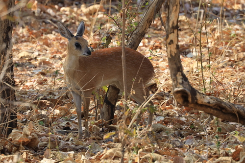 Sharpe's Grysbok