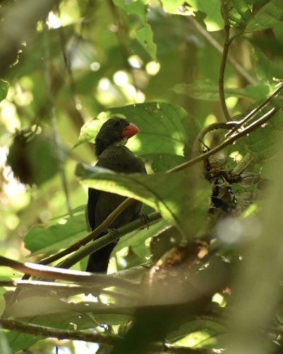 Slate-colored Grosbeak (Saltator grossus), photo 9