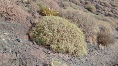 Euphorbia balsamifera image