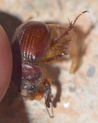 Eucanthus mexicanus