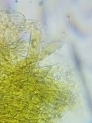 Cortinarius malicorius