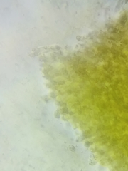 Cortinarius malicorius