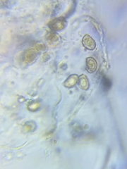 Cortinarius malicorius