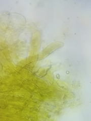 Cortinarius malicorius