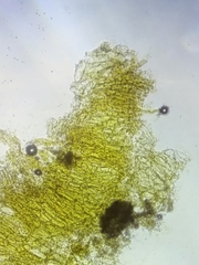 Cortinarius malicorius