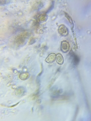 Cortinarius malicorius