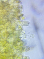 Cortinarius malicorius