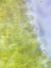 Cortinarius malicorius