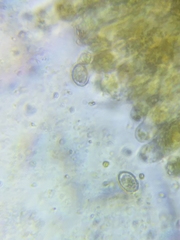 Cortinarius malicorius