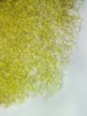 Cortinarius malicorius