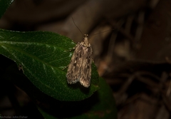 Barea crassipalpis