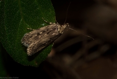 Barea crassipalpis