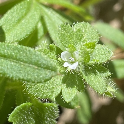 Veronica Sibthorpioides