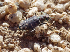 Cicindela oregona oregona