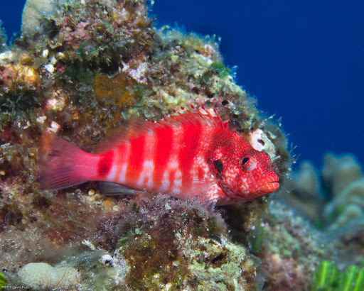 Redbarred Hawkfish