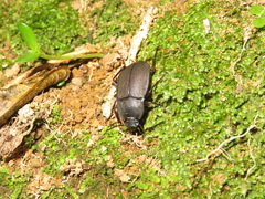 Mimopeus