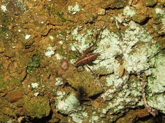 Pleioplectron hudsoni