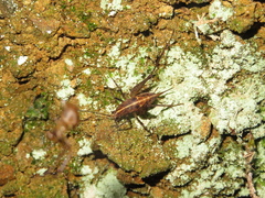 Pleioplectron hudsoni