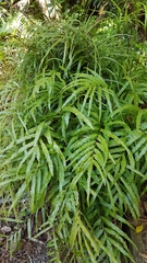 Pteris cretica