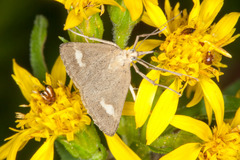 Udea alpinalis