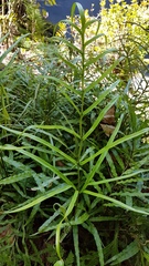 Pteris cretica