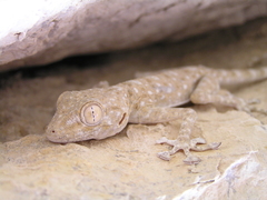 Ptyodactylus guttatus