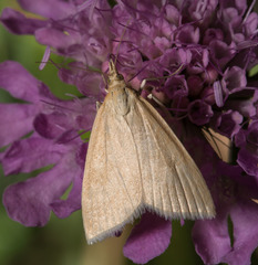 Udea austriacalis