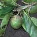 Atractocarpus vaginatus - Photo (c) jacquesbor, algunos derechos reservados (CC BY-NC)