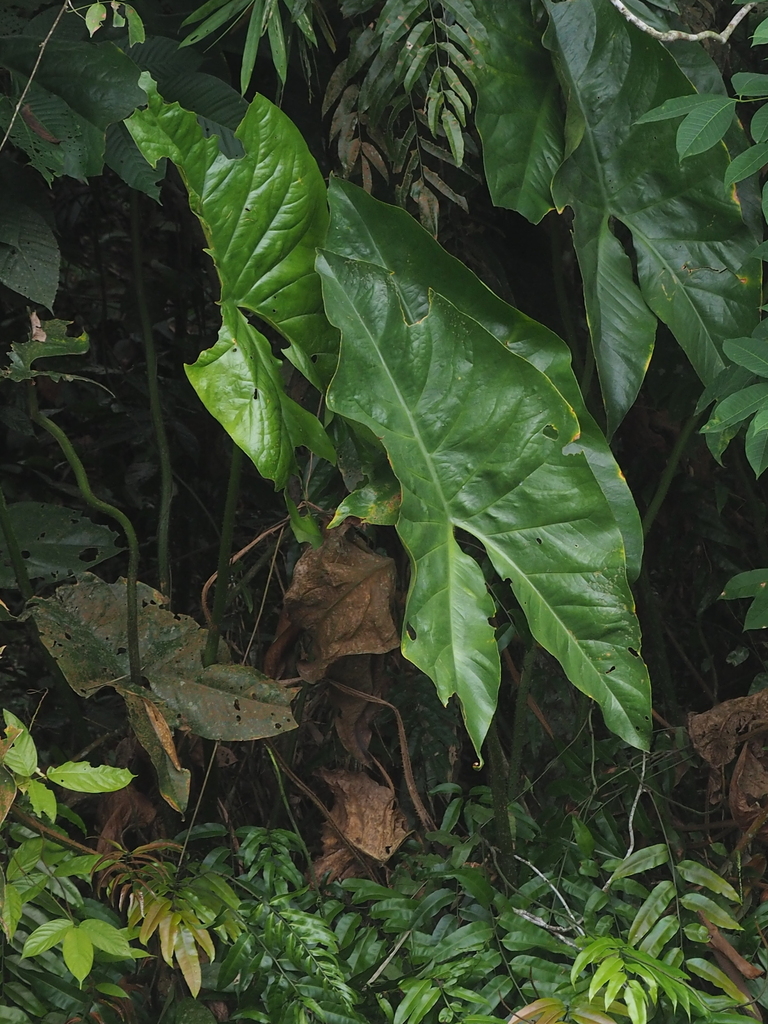 Giant swamp taro (Cyrtosperma merkusii)