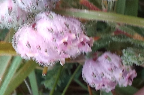 Image of Erica cooperi by no rights reserved