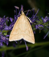 Udea lutealis
