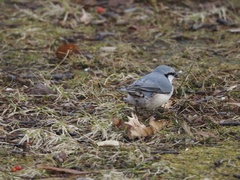 Sitta europaea