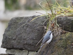 Sitta europaea