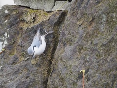 Sitta europaea
