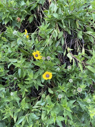 iNaturalist observation photo of California brittlebush