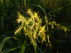 Echinochloa walteri