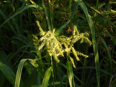 Echinochloa walteri