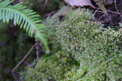 Leucobryum juniperoideum