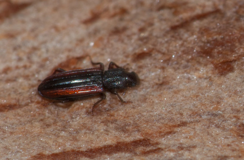 Bothrideridae