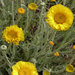 Desert Marigold - Photo (c) Wayfinder_73, some rights reserved (CC BY-NC-ND)