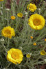 Desert Marigold - Photo (c) Wayfinder_73, some rights reserved (CC BY-NC-ND)