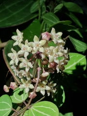 Hoya macrophylla