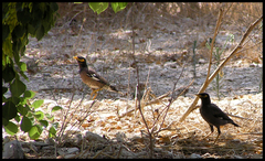 Acridotheres tristis